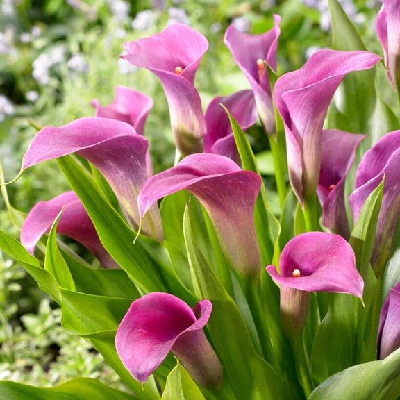 Easy to Grow Calla Amethyst 3 Plant Bulbs, Purple Summer Blooms Full Sun