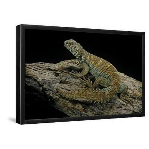 Uromastyx Ornata Ornate Mastigure, Ornate Dabb Lizard, Framed Art Print Wall Art by Paul Starosta Sold by ArtCom