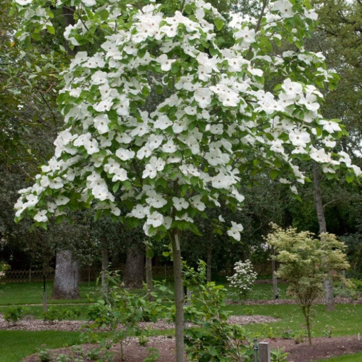 Expert Gardener 4-5' Dogwood Snow Tower® in 2 gal. Grower Pot