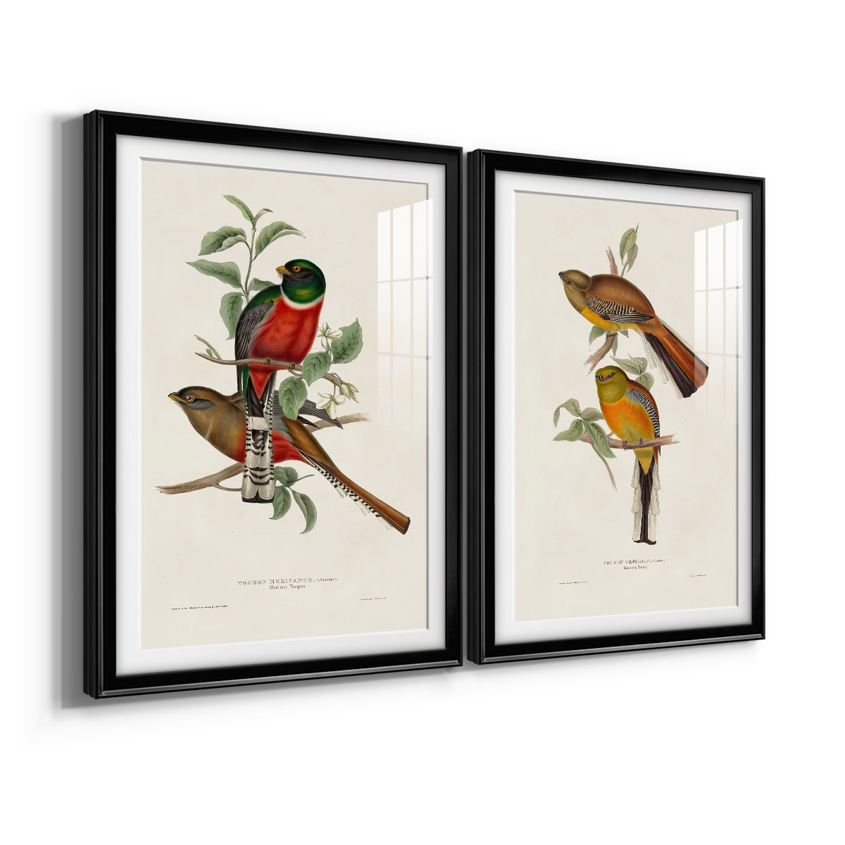 Wexford Home Elegant Trogons I Premium Framed Print, 18.5" x 24.5" - Ready to Hang, Black (Set of 2)