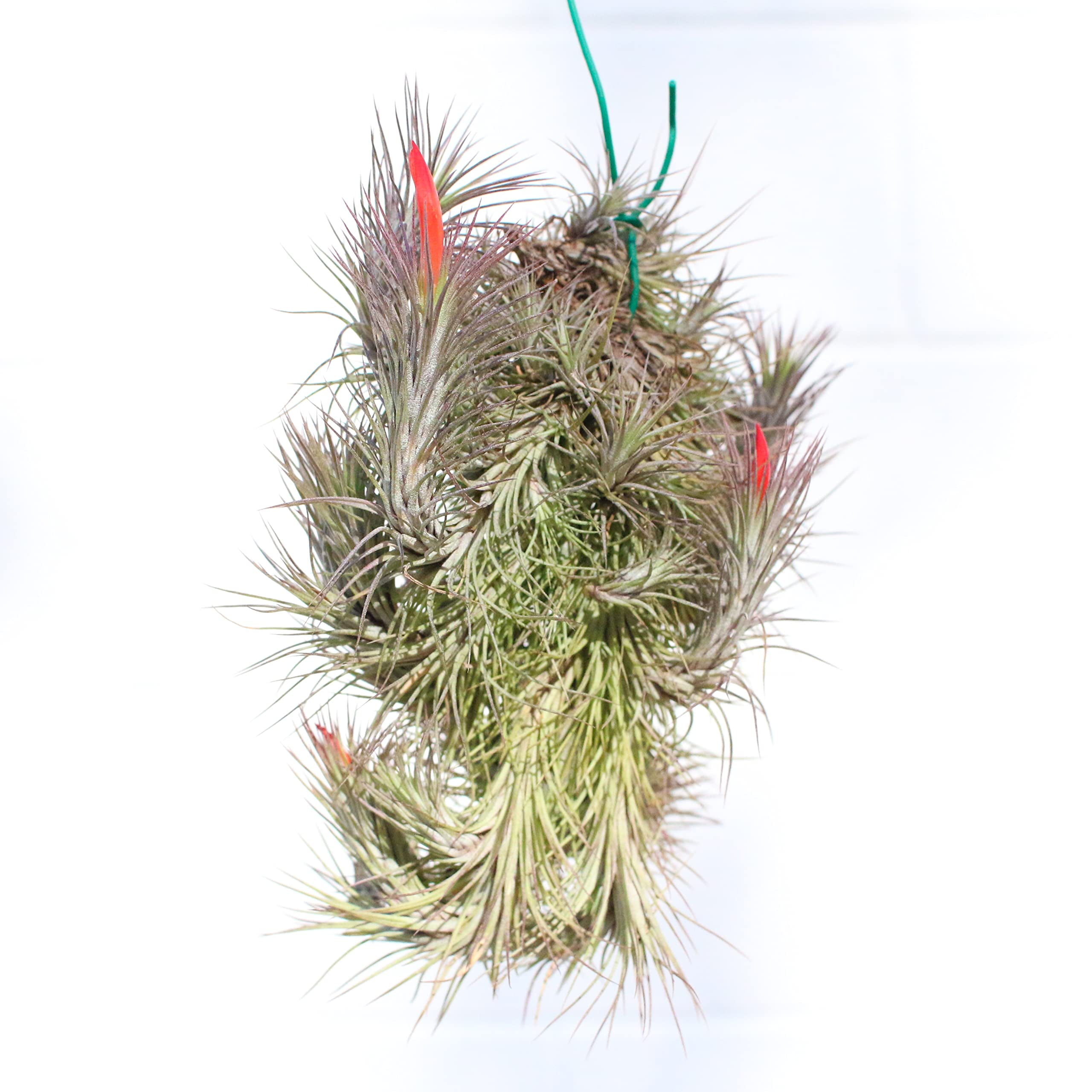 Air Plant Shop Large Hanging Cluster Tillandsia Funckiana Live