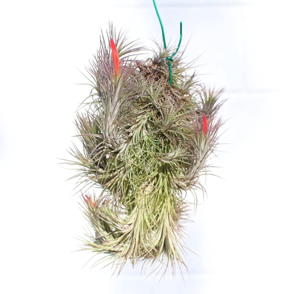 Air Plant Shop Large Hanging Cluster - Tillandsia Funckiana - Live Tillandsia Succulent House Plants - Wholesale and Bulk - Home and Garden Decor - Easy Care Indoor and Outdoor Plants