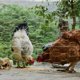 thumbnail image 5 of 1pc Pollo Alambre de alambre de aves de corral Alambre de malla Cerca del jardín Decoración de artesanía (Plata), 5 of 5
