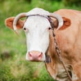 thumbnail image 6 of 10PCS Cow Horse Sheep Grazing Copper Bells, Cattle Farm Animal Copper Loud Bronze Bell Small Brass Bells, 6 of 7
