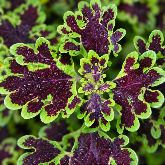 Set 3 Inky Fingers Coleus Live Plants 4-8 Inch Tall without Pot, Colorful Foliage Plant for Garden Growing