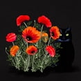 thumbnail image 3 of CafePress - Black Cat With Poppies Women's Dark T Shirt - Women's Traditional Fit Dark T-Shirt, 3 of 4