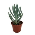 thumbnail image 2 of Blue Chalksticks Plant - Senecio serpens - 2.5" Pot, 2 of 3