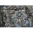 thumbnail image 2 of Young, Bill 18x13 Black Ornate Wood Framed with Double Matting Museum Art Print Titled - Norway, Svalbard Alkefjellet cliff bird colony, 2 of 4
