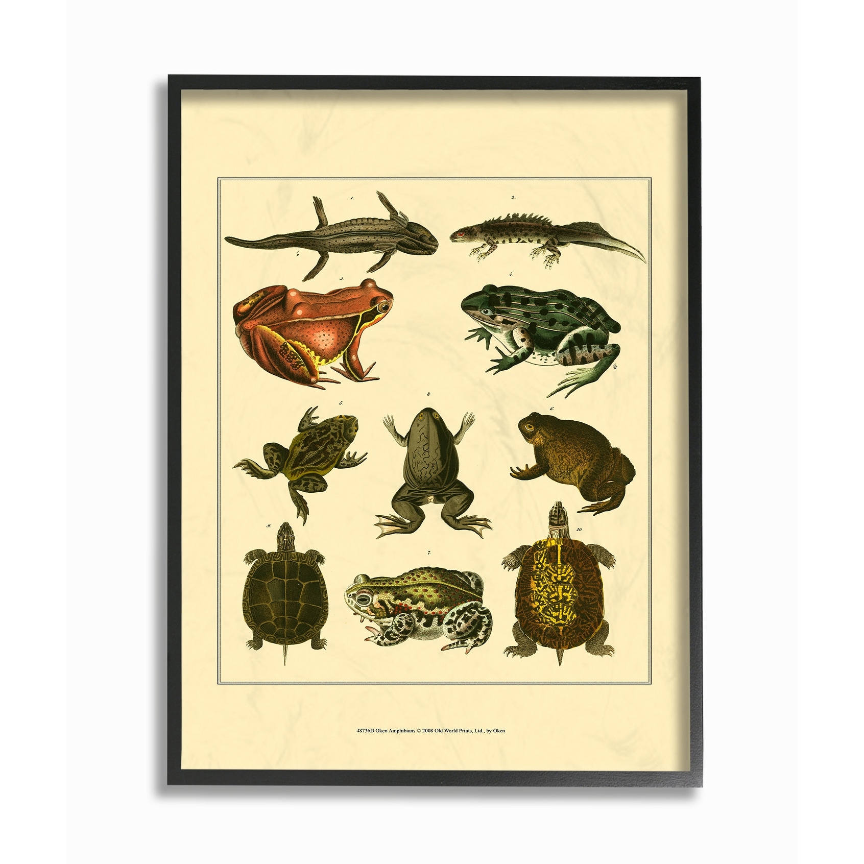 Stupell Frog And Newt And Turtle Illustrations, Framed Giclee, 11 x 1.5 x 14, A - Multi-color 11 x 14