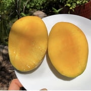 Pickering Mango Grafted. 5 Gallon pot. ship to all states