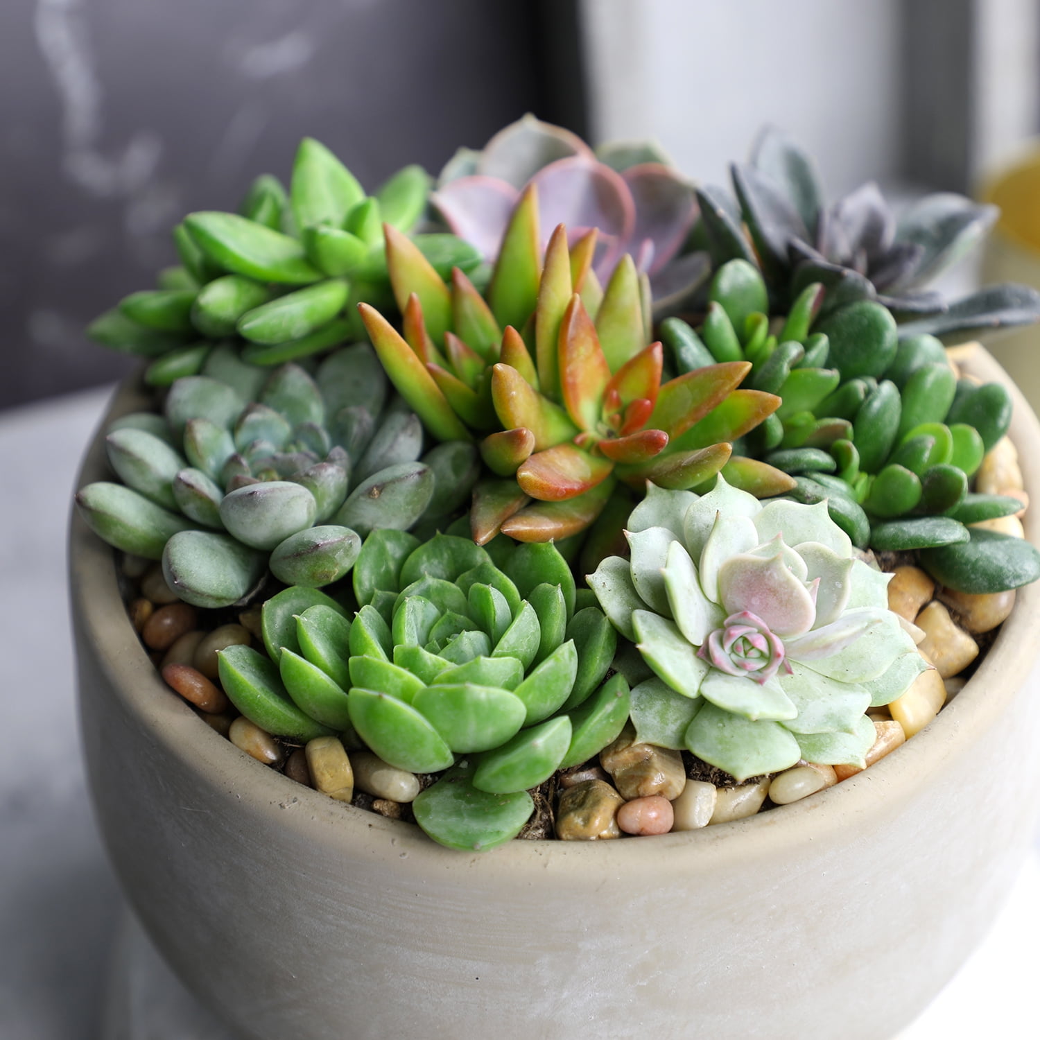 Element by Altman Plants Multicolor Succulent, Live Indoor House Plants with Grower Pots, 2 inch, Pack of 6