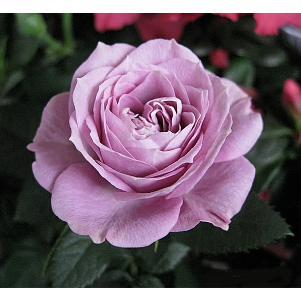 Parade Lamy Miniature Rose Bush Fragrant/Hardy 2.5
