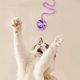 thumbnail image 5 of Juguete interactivo para gatos con cuerdas y hilo para jugar y hacer ejercicio en interiores, 5 of 5