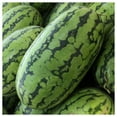 thumbnail image 2 of Everwilde Farms - 1 lb Jubilee Watermelon Seeds - Gold Vault Bulk Seed Packet, 2 of 3
