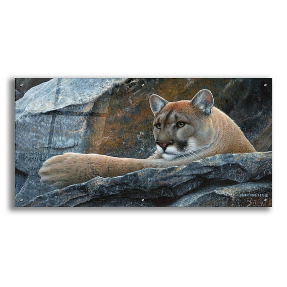Epic Art 'Between a Rock and a Hard Place - Cougar' by Mark Mueller Wildlife Art, Acrylic Glass Wall Art, 48"x24"