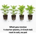 thumbnail image 2 of 4 Live Catnip Plants, Catnip Mint Plants for Home Garden, Containers Growing, Size 3 to 6 Inch Starter Plants, No Pot, Well Rooted, 2 of 6