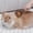 Brown, variant on Fmbmuo Flower-Shaped Pet Comb, Stainless Steel Needle Massage Brush, One-Click Self-Cleaning Deshedding Tool for Dogs Cats, Portable,Brown
