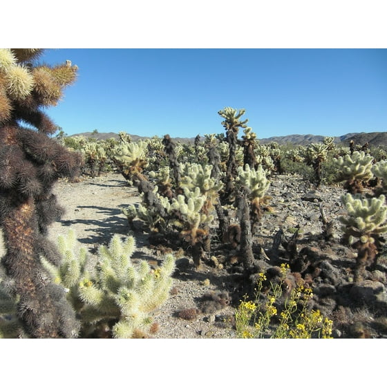 Framed Art For Your Wall Cholla Cactus Landscape California Nature Framed Art For Your Wall Cholla Cactus Landscape California Nature 10x13 Frame Com