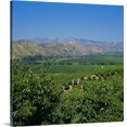 thumbnail image 1 of Great BIG Canvas | Robert Neimy Premium Thick-Wrap Canvas entitled Overview of avocado groves, Ventura County, California, 1 of 4