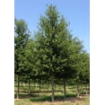 thumbnail image 7 of Laurel Oak Tree  Quercus Laurifolia Swamp Oak  20 Live Plants  Semi-Evergreen Deciduous Shade Tree, 7 of 7