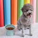 thumbnail image 4 of Elevated cat food bowl, tilted, raised, for cat food, antivomiting neck support, 45degree elevated, slanted stand, bowls for cats, 4 of 5