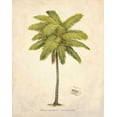 thumbnail image 2 of Fisk, Arnie 12x14 White Modern Wood Framed Museum Art Print Titled - Coconut Palm Illustration, 2 of 4