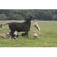 thumbnail image 2 of Williams, Joanne 14x11 Gold Ornate Wood Framed with Double Matting Museum Art Print Titled - FL, Herding Dogs confronts a stray cow, 2 of 4