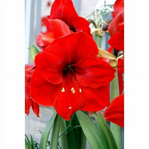 Bloomsz Red Lion Garden Amaryllis Bulbs