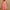 Watermelon Red, variant on Ynynloco Women's Satin Silk Nightgowns Loose Sleepwear Satin Negligee Chmeise Nighty Mesh Square Neck Nightwear
