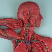 Axis Scientific Human Lymphatic System Model for Adults