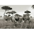 thumbnail image 2 of Pangea Images 14x11 Gold Ornate Wood Framed with Double Matting Museum Art Print Titled - Brothers- Masai Mara- Kenya, 2 of 4