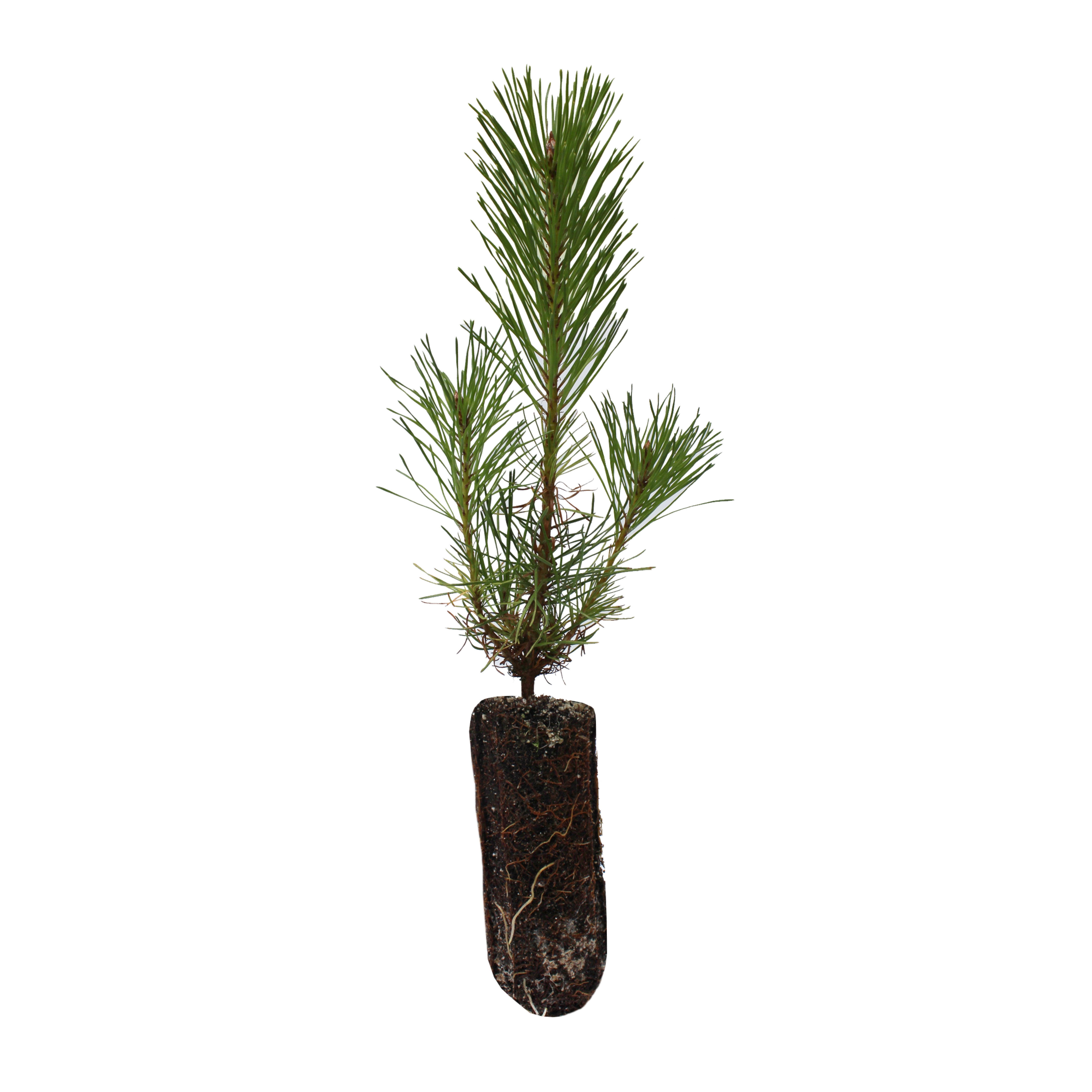 Shore Pine Medium Tree Seedling The Jonsteen Company