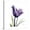 Canvas, variant on Art.com Grape Tulip Art Print by Albert Koetsier, 24" x 24"