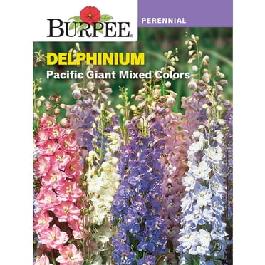 Burpee Pacific Giant Delphinium Flower Seed, Perennial Flower, Full Sun