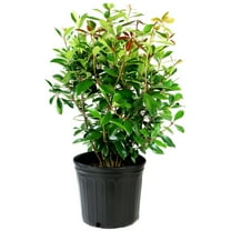 Live Shrub 1 gal Cleyera Japonica with Partial Sunlight