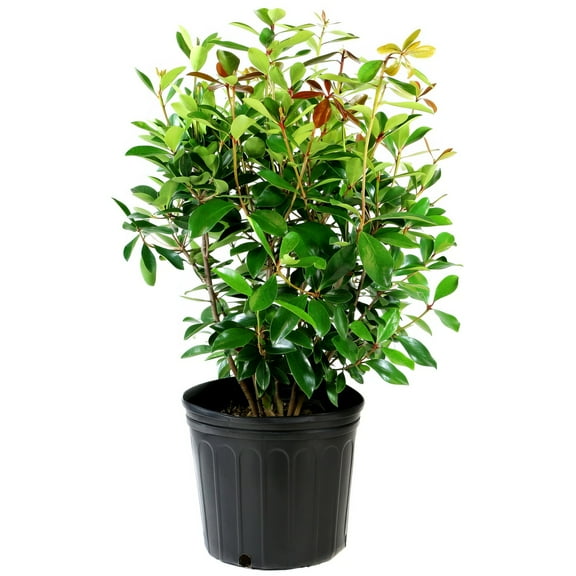 Live Shrub 1 gal Cleyera Japonica with Partial Sunlight