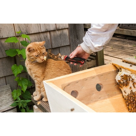 LAMINATED POSTER Meme Thomas offers honey from one of her hives to her cat June 18, 2014 in Baltimore, Md. (U.S. Air Poster Print 24 x