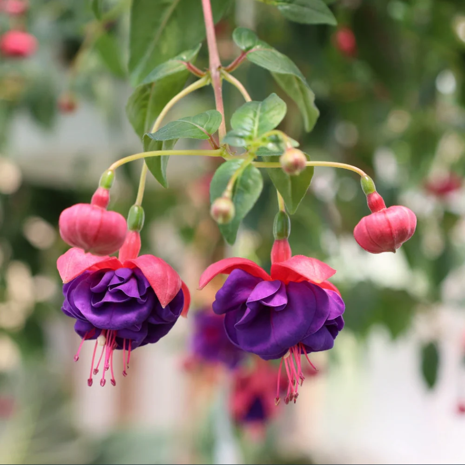 Fuchsia Dark Eyes Plant Live for Planting, 4-6 Inch Tall, Purple Flower Fuchsia Plant Indoor Outdoor Gardening, No Pot
