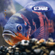 thumbnail image 2 of Alimento P/Ciclidos Medianos 90 G Lomas, 2 of 2