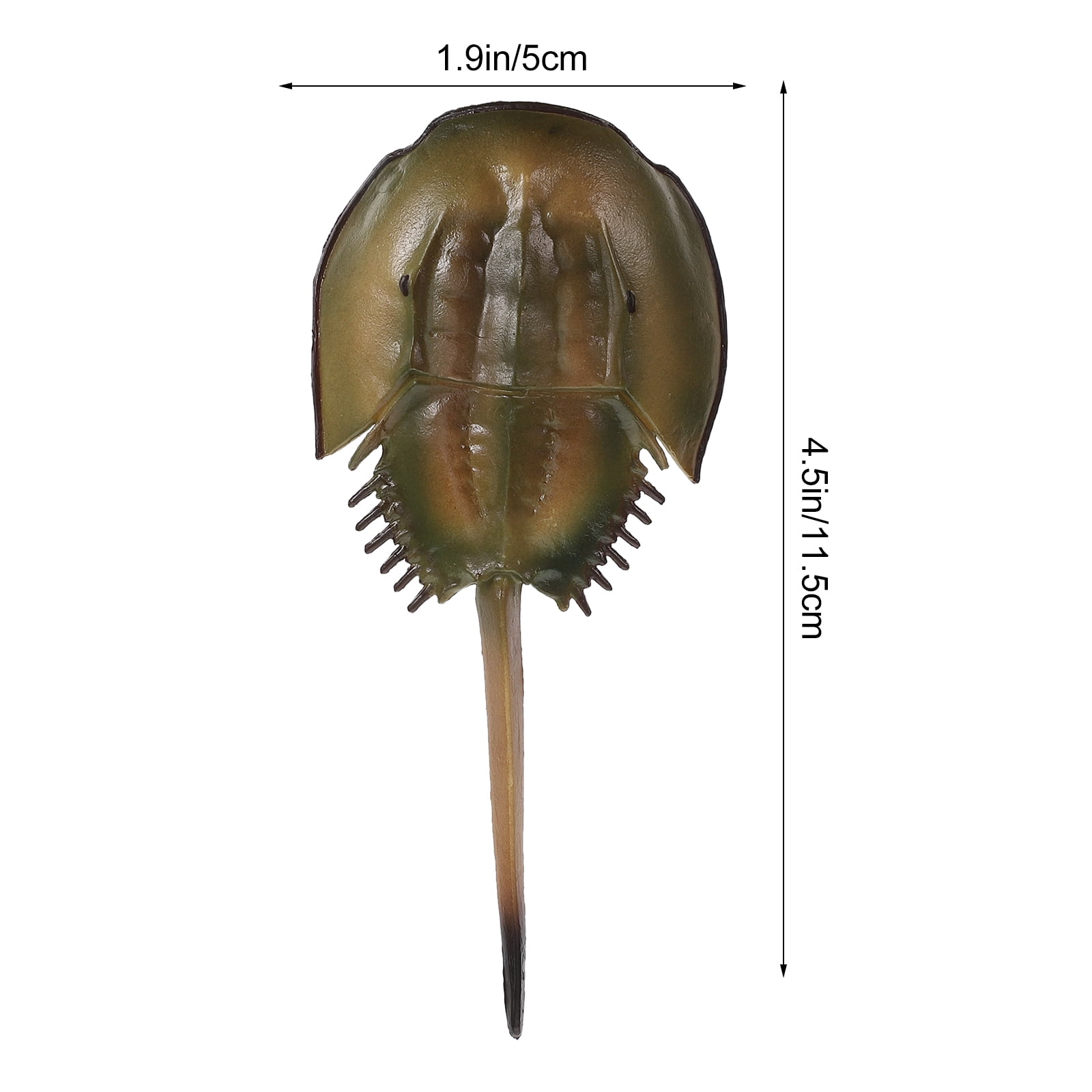 1 Set of Horseshoe Crab Growth Cycle Model Funny Horseshoe Crab Life
