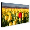 thumbnail image 2 of Trademark Fine Art "Red Tulip" Canvas Art by Pierre Leclerc, 2 of 3