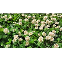 White Dutch Clover Seeds for Planting, Ground Cover, Lawn Alternative, Pasture, Forage (100,000 Seeds)