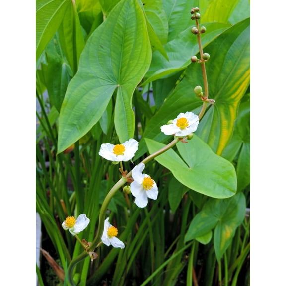 Seedville 500 Broadleaf Arrowhead Plant Seeds