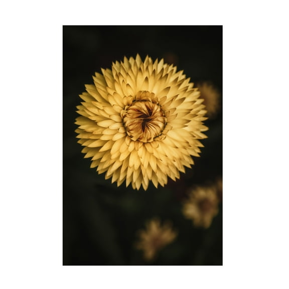 Trademark Fine Art Tim Mossholder Yellow Floral Texture Canvas Wall Art