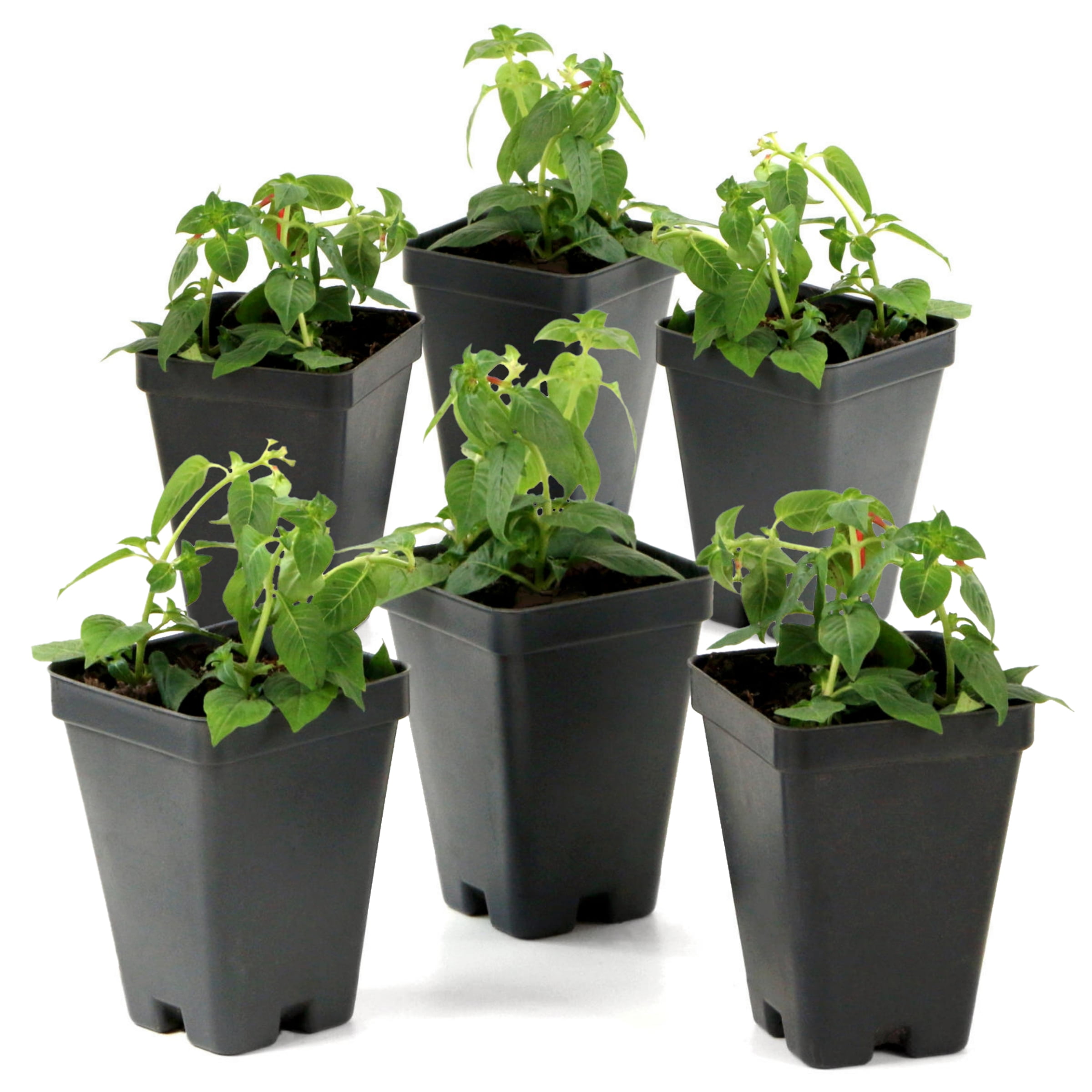 National Plant Network 2.5 in. Cuphea Hummingbird's Lunch (3-Pack)