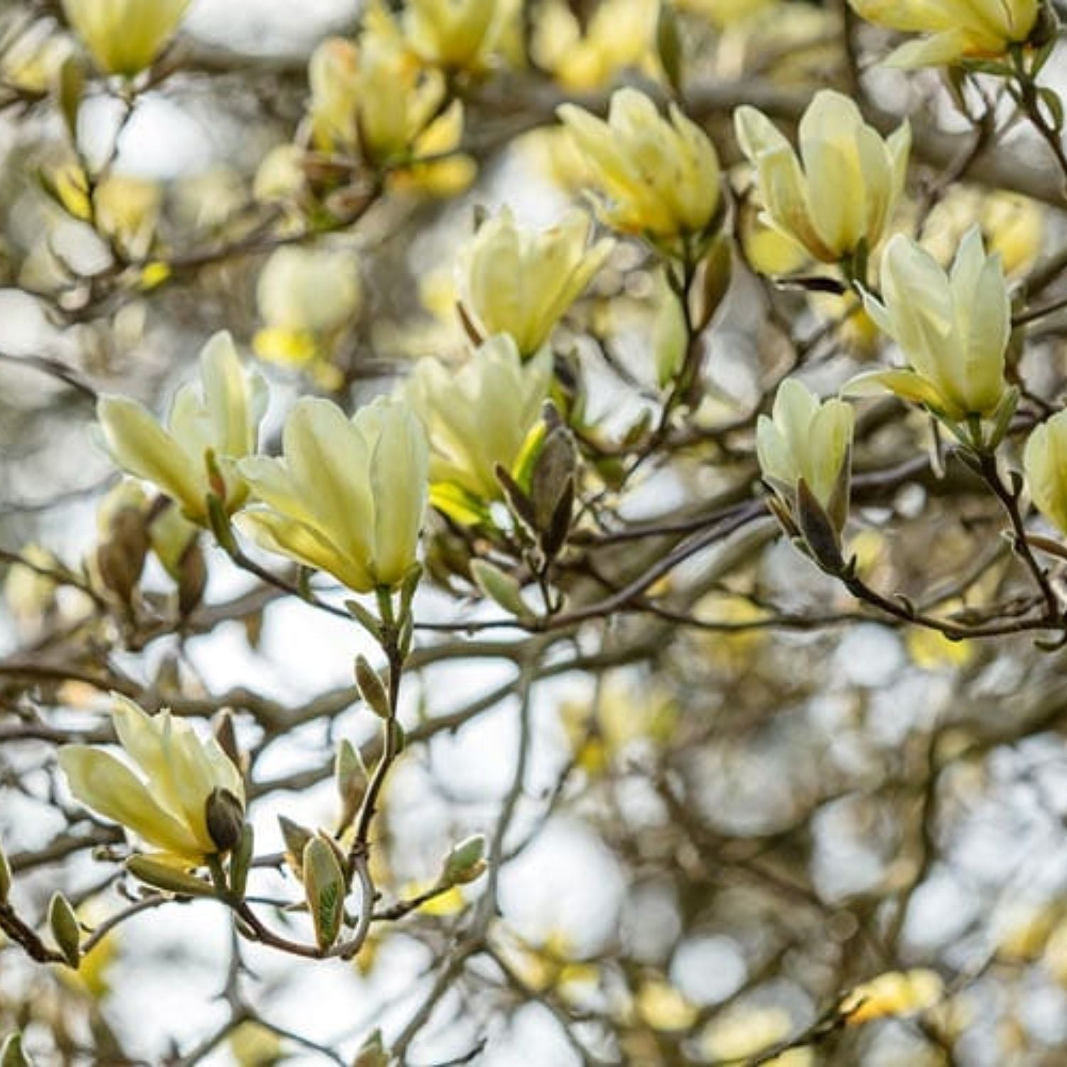 Expert Gardener 2-3' Magnolia Japanese Elizabeth Live Tree in 1 gal. Grower Pot