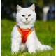 thumbnail image 5 of Chaleco para mascotas de color naranja y azul (S) con cuerda de tracción, arnés de pecho transpirable y reflectante para perros y gatos., 5 of 5