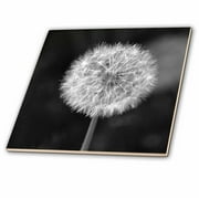 3dRose, Black and White Dandelion Flower, 6 Inch Ceramic Tile