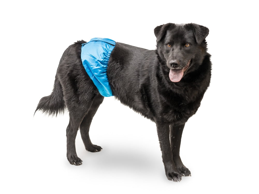 male wrap dog diapers