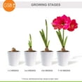 thumbnail image 6 of Garden State Bulb Ice Pink Amaryllis Flower Bulb, 26/28cm (Bag of 3), 6 of 8